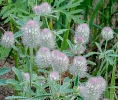 Attēlu rezultāti vaicājumam “Trifolium arvense”