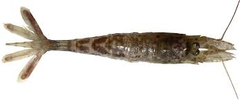 Attēlu rezultāti vaicājumam “Crangon crangon”