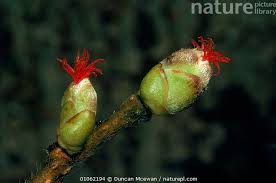 Attēlu rezultāti vaicājumam “Corylus avellana female flower”