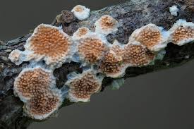 Attēlu rezultāti vaicājumam “Steccherinum ochraceum”