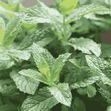 Attēlu rezultāti vaicājumam “Mentha spicata leaf”