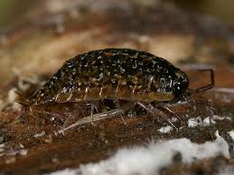 Attēlu rezultāti vaicājumam “Ligidium hypnorum”