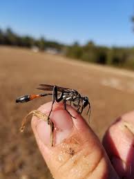 Attēlu rezultāti vaicājumam “Ammophila sp.”