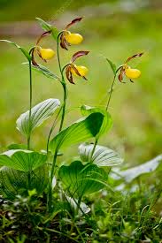 Attēlu rezultāti vaicājumam “Cypripedium calceolus leaf”