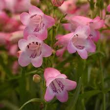 Image result for Penstemon