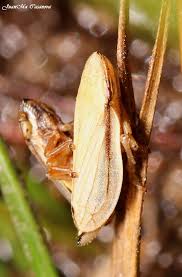 Attēlu rezultāti vaicājumam “Neophilaenus lineatus”