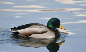 Attēlu rezultāti vaicājumam “Anas platyrhynchos male”