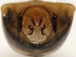 Attēlu rezultāti vaicājumam “Eurygaster testudinaria nymph”