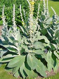 Image result for Königskerzen