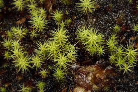 Attēlu rezultāti vaicājumam “Polytrichum commune var. perigoniale”