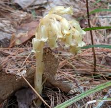 Attēlu rezultāti vaicājumam “Monotropa hypopitys”