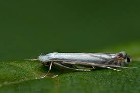 Attēlu rezultāti vaicājumam “Lyonetia prunifoliella”