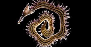 Attēlu rezultāti vaicājumam “Craterium minutum young”