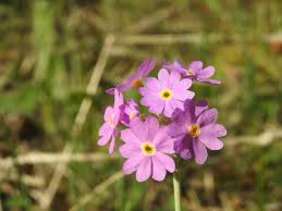 Attēlu rezultāti vaicājumam “Primula farinosa flower”