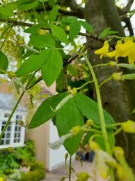 Attēlu rezultāti vaicājumam “Laburnum anagyroides leaf”