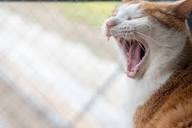 Free Stock Photo of Playful tabby cat yawning outdoors | Download ...