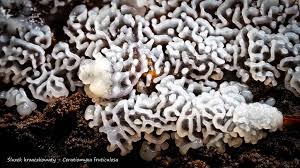 Attēlu rezultāti vaicājumam “Colloderma oculatum macro”