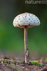 Attēlu rezultāti vaicājumam “Macrolepiota procera”