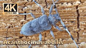 Attēlu rezultāti vaicājumam “Acanthocinus aedilis”
