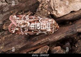 Attēlu rezultāti vaicājumam “Lycophotia porphyrea”