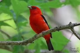 Image result for Piranga olivacea