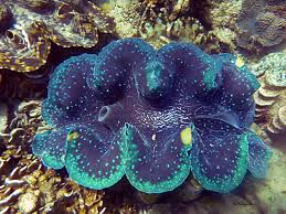 Image result for tridacna