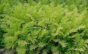 Attēlu rezultāti vaicājumam “Tanacetum vulgare leaf”