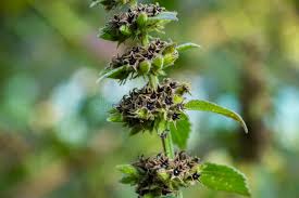 Attēlu rezultāti vaicājumam “Ajuga pyramidalis”