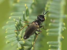 Attēlu rezultāti vaicājumam “Conopidae”