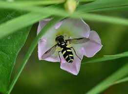 Attēlu rezultāti vaicājumam “Xanthogramma sp.”