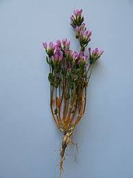 Attēlu rezultāti vaicājumam “Centaurium erythraea flower”
