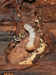 Attēlu rezultāti vaicājumam “Cerambycidae larva”