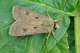 Attēlu rezultāti vaicājumam “Agrotis exclamationis”