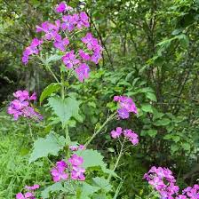 Image result for Lunaria annua