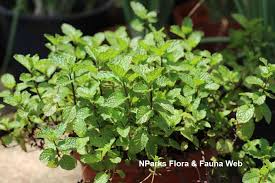 Attēlu rezultāti vaicājumam “Mentha spicata”