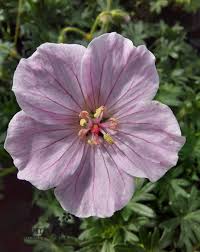 Attēlu rezultāti vaicājumam “Geranium sanguineum flower”