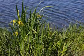 Attēlu rezultāti vaicājumam “Iris pseudacorus leaf”