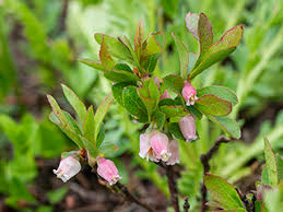 Attēlu rezultāti vaicājumam “Vaccinium myrtillus flower”