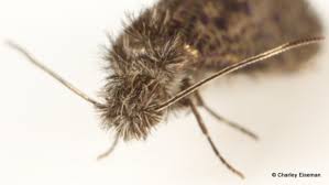 Attēlu rezultāti vaicājumam “Eriocraniidae”