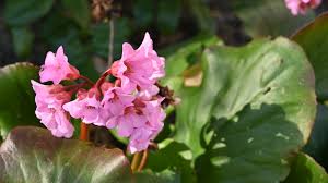 Image result for Bergenie