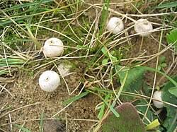 Attēlu rezultāti vaicājumam “Tulostoma fimbriatum”