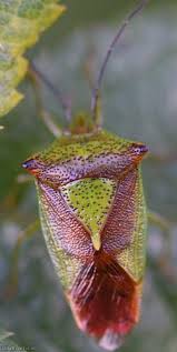 Attēlu rezultāti vaicājumam “Acanthosoma haemorrhoidale”