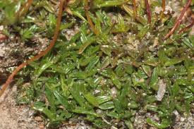 Attēlu rezultāti vaicājumam “Aloina rigida”