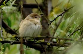 Attēlu rezultāti vaicājumam “Sylvia borin nest”