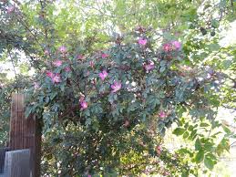Attēlu rezultāti vaicājumam “Rosa glauca”