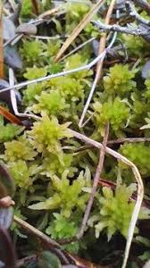 Attēlu rezultāti vaicājumam “Sphagnum angustifolium”