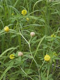 Attēlu rezultāti vaicājumam “Trifolium aureum leaf”