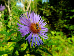 Image result for Aster amellus