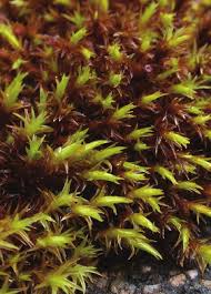 Attēlu rezultāti vaicājumam “Schistidium apocarpum macro”