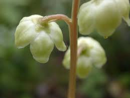 Attēlu rezultāti vaicājumam “Pyrola chlorantha”